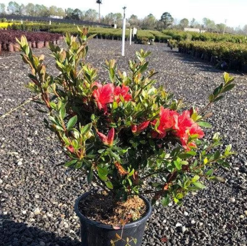 Fashion Azalea Rhododendron 'Fashion' Evergreen Flowering Shrub foliage detail from L&J Nursery.