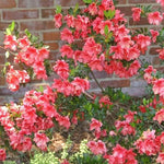Fashion Azalea Rhododendron 'Fashion' Evergreen Flowering Shrub alternate view from L&J Nursery.