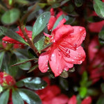Fashion Azalea Rhododendron 'Fashion' Evergreen Flowering Shrub plant detail from L&J Nursery.