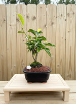 Ficus Oriental Mame Bonsai Tree (Ficus microcarpa) in 5" Bonsai Pot from L&J Nursery.