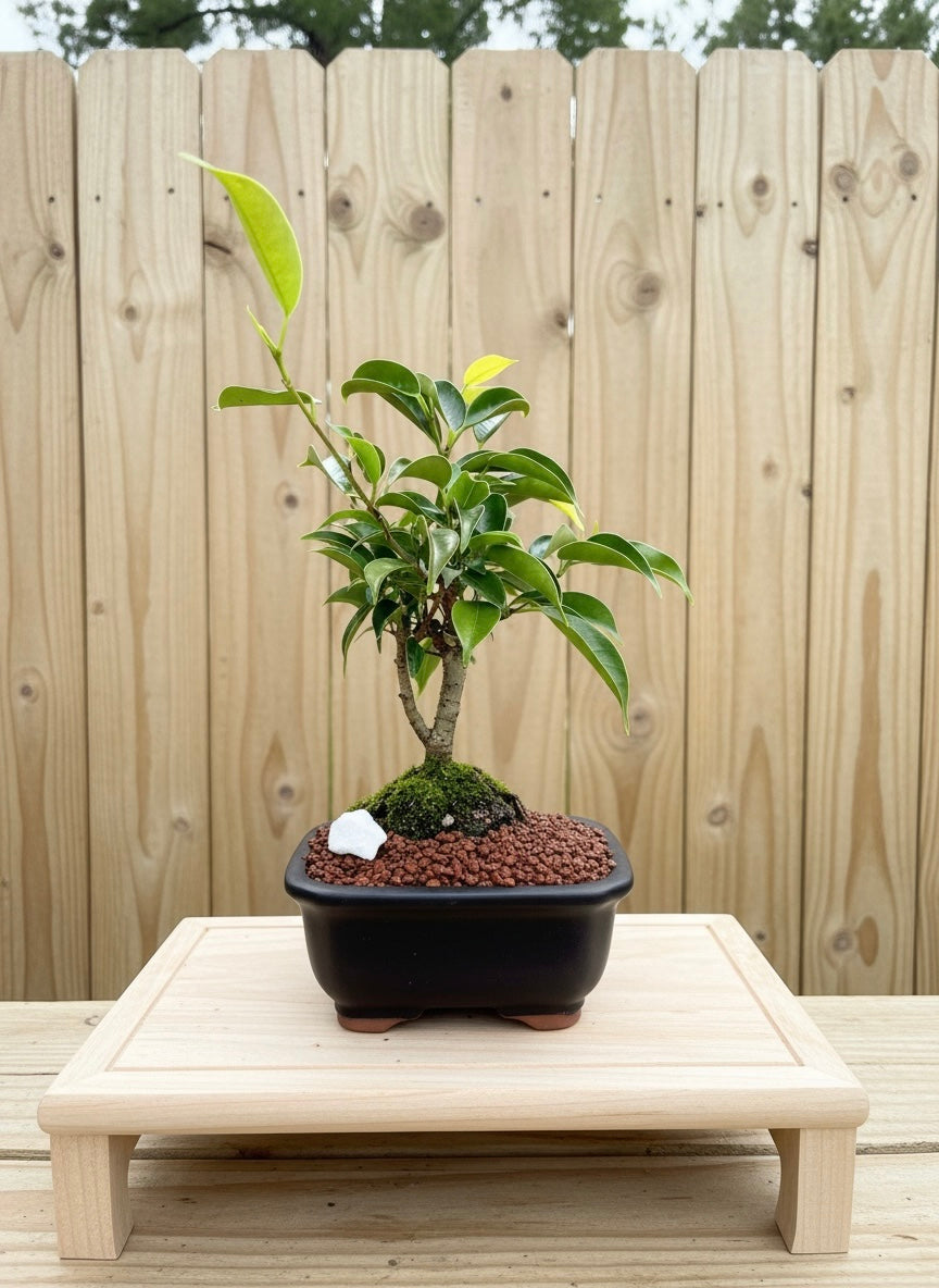 Ficus Oriental Mame Bonsai Tree (Ficus microcarpa) in 5" Bonsai Pot from L&J Nursery.