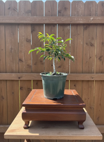Ficus Oriental Pre-Bonsai Tree (Ficus microcarpa) in 6" Pot from L&J Nursery.