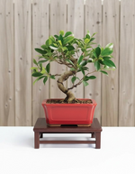 Ficus Retusa Bonsai Tree (Ficus microcarpa) in 6" Bonsai Pot from L&J Nursery.