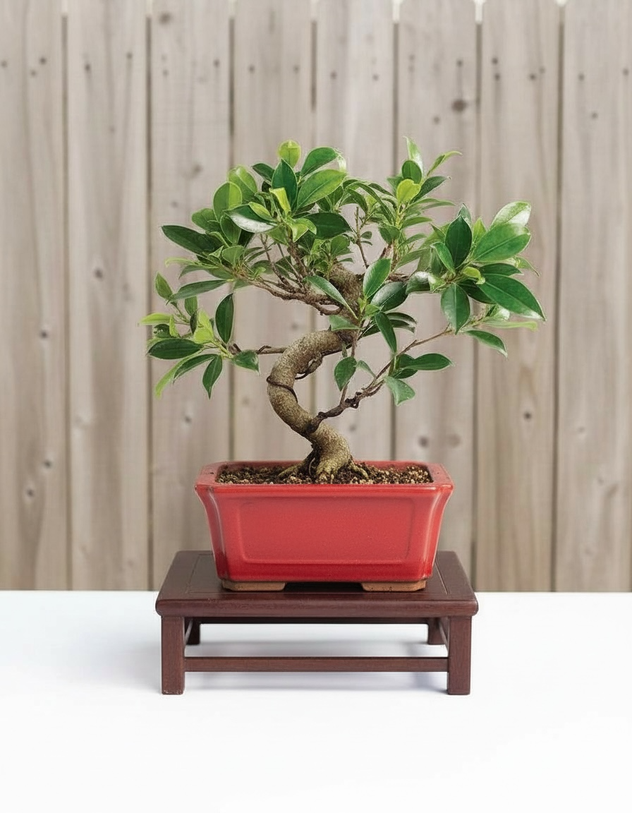 Ficus Retusa Bonsai Tree (Ficus microcarpa) in 6" Bonsai Pot from L&J Nursery.