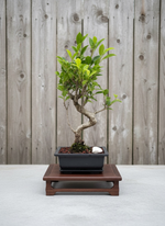 Ficus Retusa Bonsai Tree (Ficus microcarpa) in 6" Plastic Bonsai Pot from L&J Nursery.