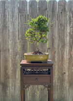 Fukien Tea Bonsai Tree (Carmona retusa) in 10" Bonsai Pot from L&J Nursery.
