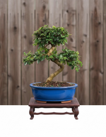 Fukien Tea Bonsai Tree (Carmona retusa) in 12" Bonsai Pot from L&J Nursery.