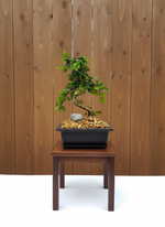 Fukien Tea Bonsai Tree (Carmona retusa) in 6" Bonsai Pot from L&J Nursery.
