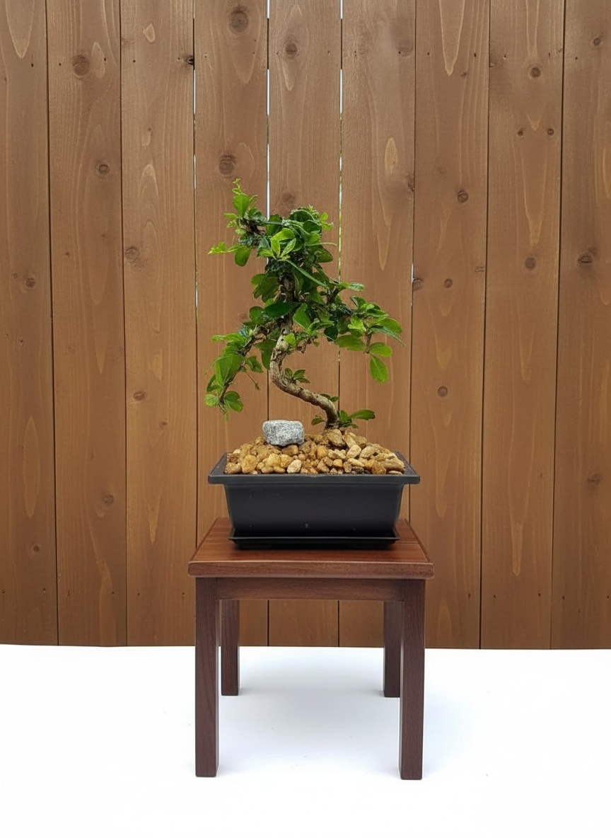 Fukien Tea Bonsai Tree (Carmona retusa) in 6" Bonsai Pot from L&J Nursery.