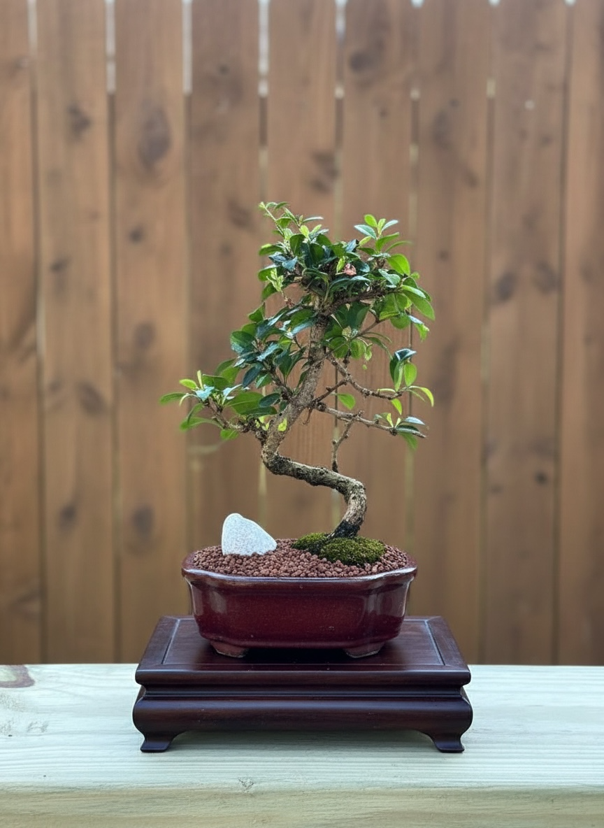 Fukien Tea Bonsai Tree (Carmona retusa) in 6" Ceramic Bonsai Pot from L&J Nursery.
