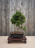 Fukien Tea Bonsai Tree (Carmona retusa) in 9" Ceramic Bonsai Pot from L&J Nursery.