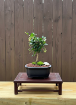 Fukien Tea Mame Bonsai Tree (Carmona retusa) in 5" Bonsai Pot from L&J Nursery.