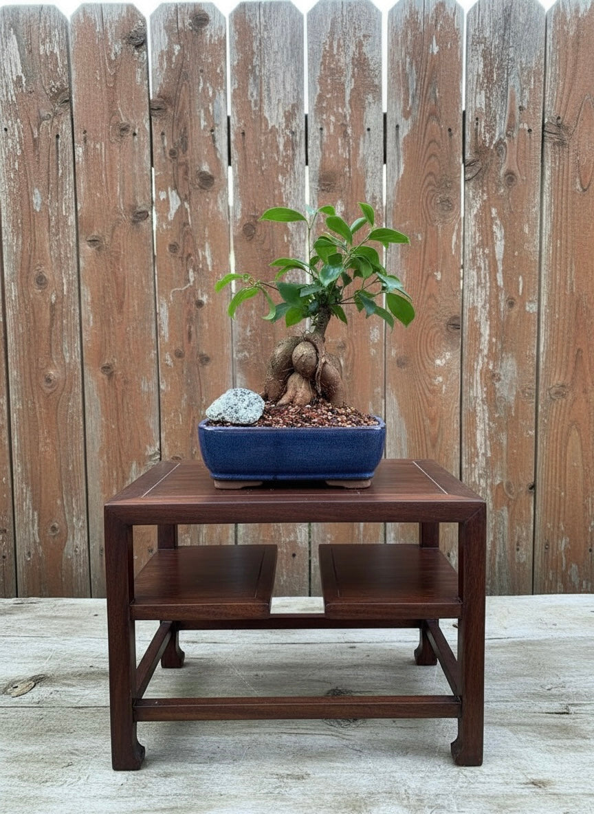 Ginseng Ficus Bonsai Tree (Ficus microcarpa) in 8" Bonsai Pot from L&J Nursery.