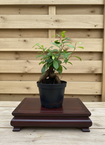 Ginseng Ficus Pre-Bonsai Tree (Ficus microcarpa) in 6" Pot from L&J Nursery.