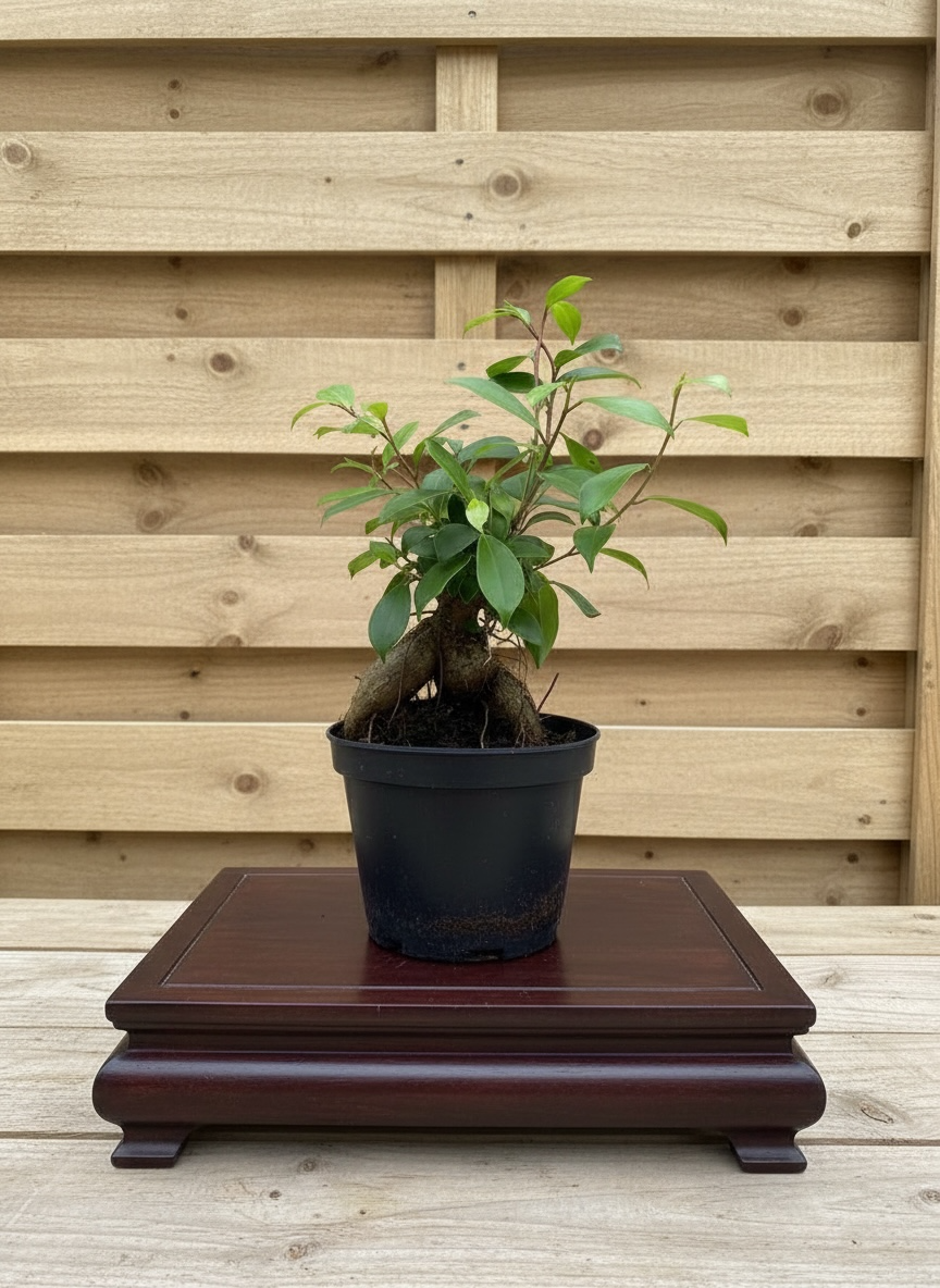 Ginseng Ficus Pre-Bonsai Tree (Ficus microcarpa) in 6" Pot from L&J Nursery.