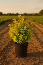 Potted plant on a field with a sunset background.