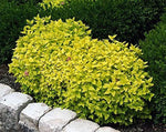 Green bush with yellow leaves in a garden setting.