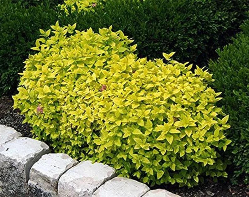 Green bush with yellow leaves in a garden setting.
