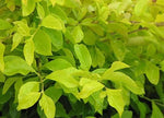 Close-up of green leaves with a blurred background.