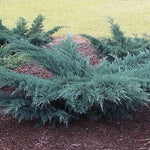Juniperus virginiana Grey Owl low-growing evergreen shrub with spreading form.