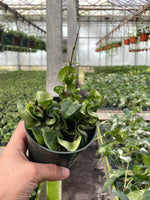 "Close-up of Hoya Compacta Hindu Rope Plant showing twisted green vines.".
