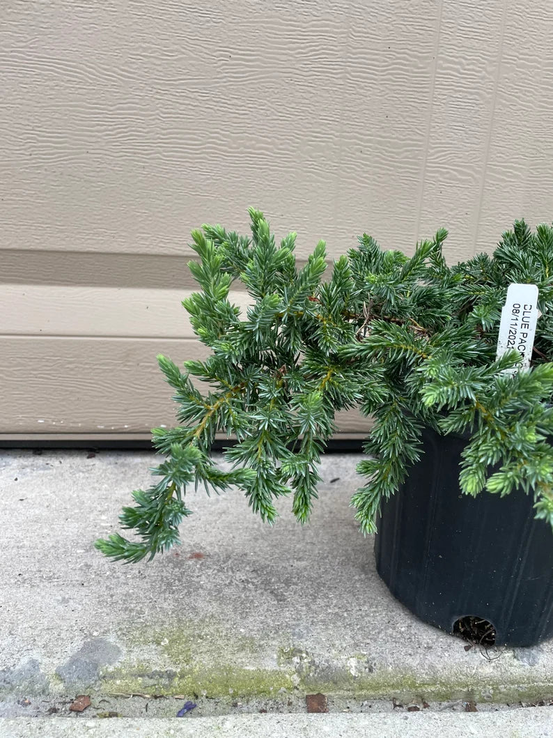 Evergreen Blue Pacific Juniper groundcover growing in a landscape bed.