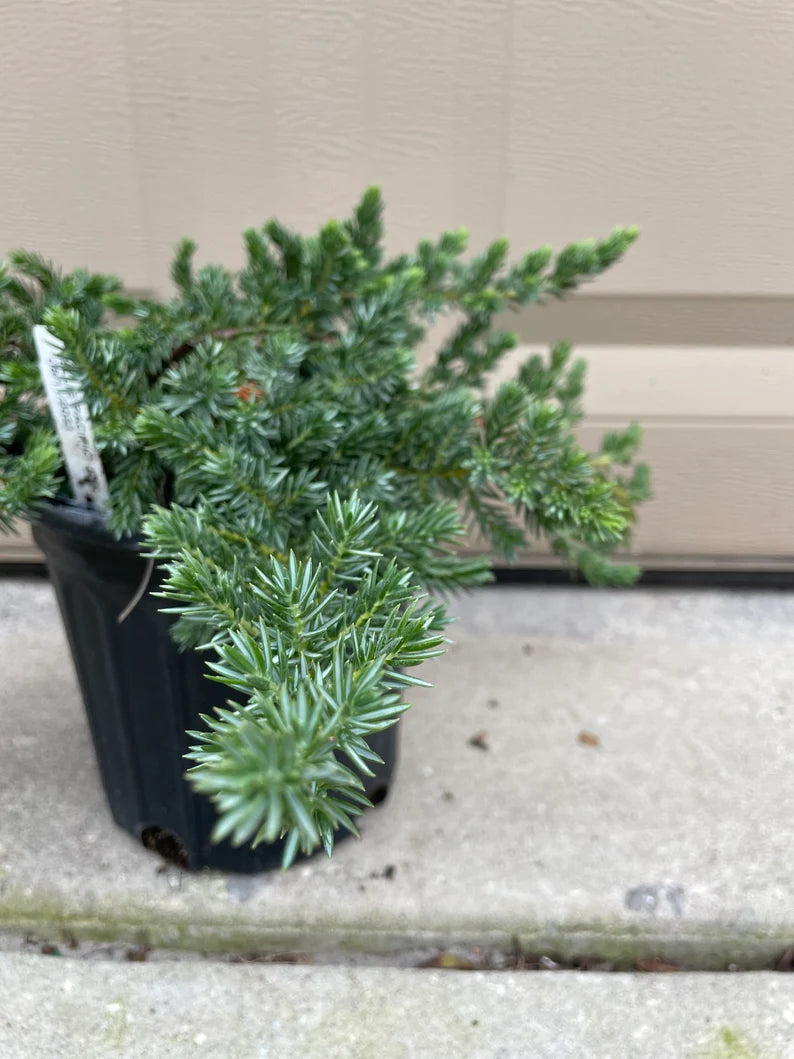 Close-up of Blue Pacific Juniper foliage showing fine textured blue-green needles.