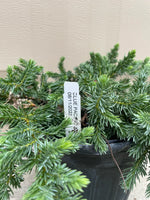 Juniperus conferta ‘Blue Pacific’ low-growing shrub with trailing, spreading habit.