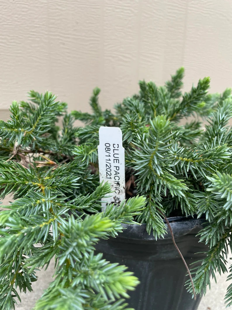 Juniperus conferta ‘Blue Pacific’ low-growing shrub with trailing, spreading habit.