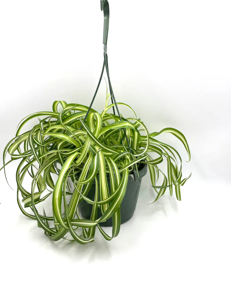 8-inch hanging basket Bonnie Spider Plant with full cascading curly leaves.