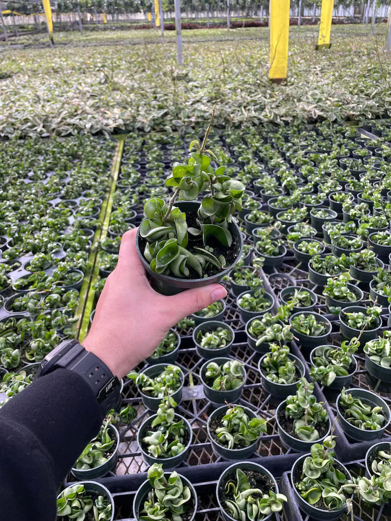 "Green Hoya Compacta Rope hanging plant with glossy rope-like foliage."
