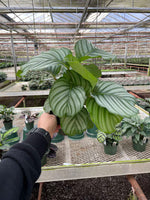 Calathea Orbifolia with large round silver and green striped leaves, tropical indoor plant in a decorative pot.