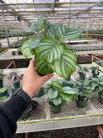 Exotic Calathea Orbifolia prayer plant with broad striped foliage, non-toxic indoor plant for pets.