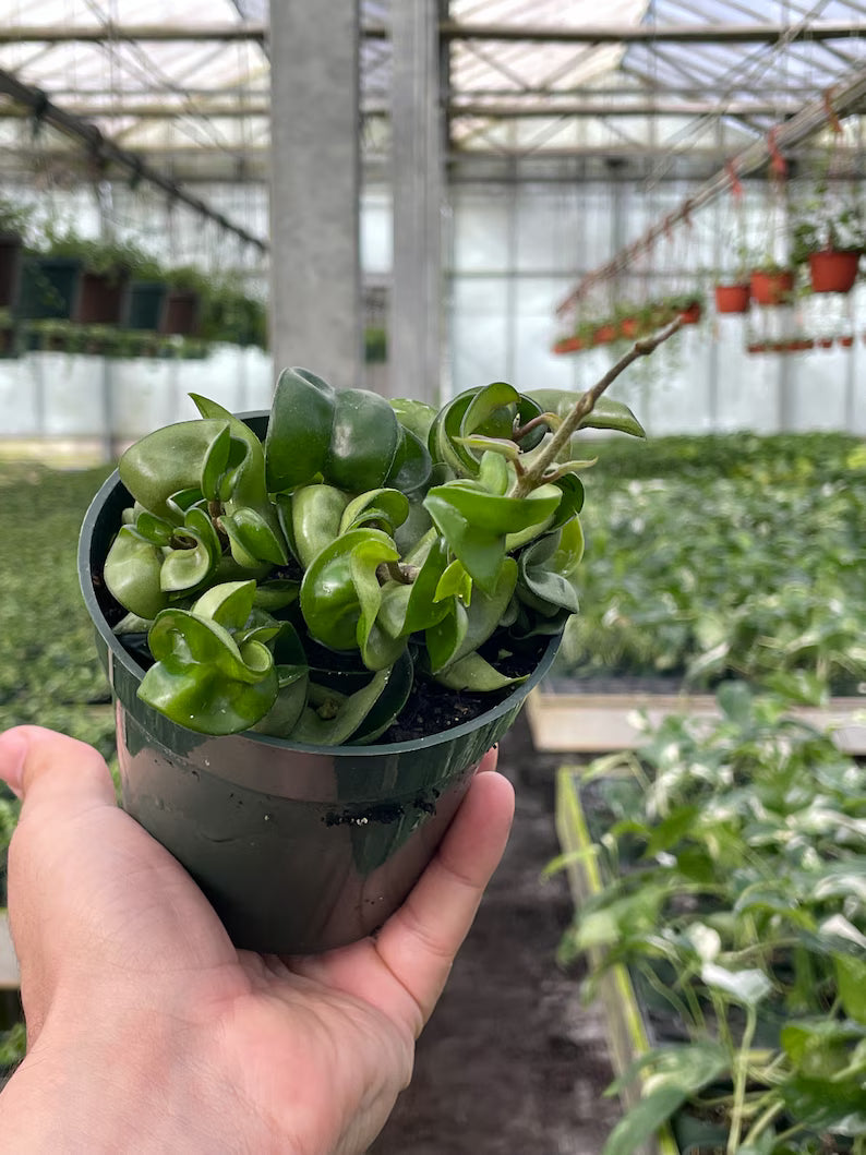 Hoya Compacta Rope plant with thick, curly green leaves in a hanging basket.
