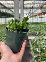 "Hindu Rope Plant with curled green leaves displayed in an indoor hanging basket."