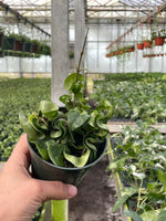 "Close-up of Hoya Compacta Hindu Rope Plant showing twisted green vines."