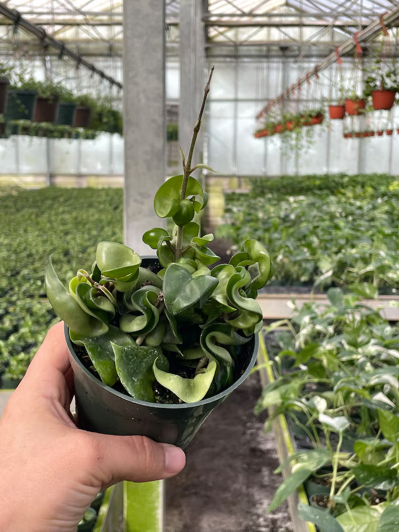 "Close-up of Hoya Compacta Hindu Rope Plant showing twisted green vines."