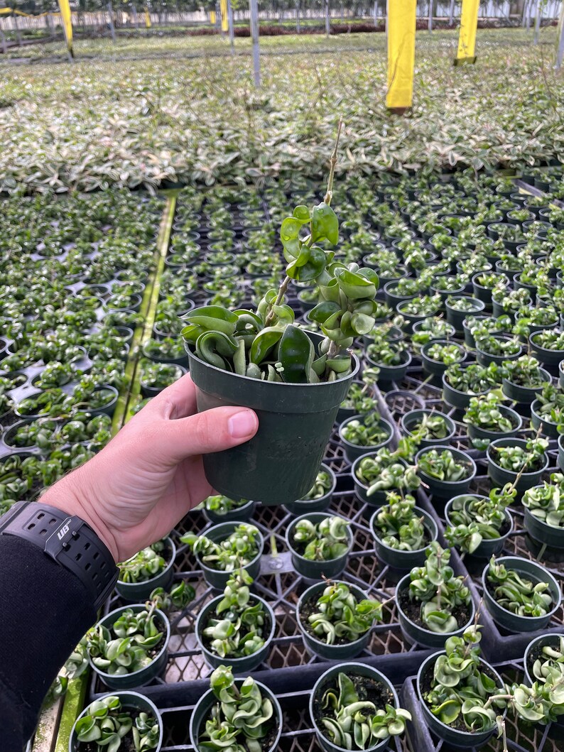 "Tropical Hoya Compacta Rope houseplant with dense, twisted green vines."