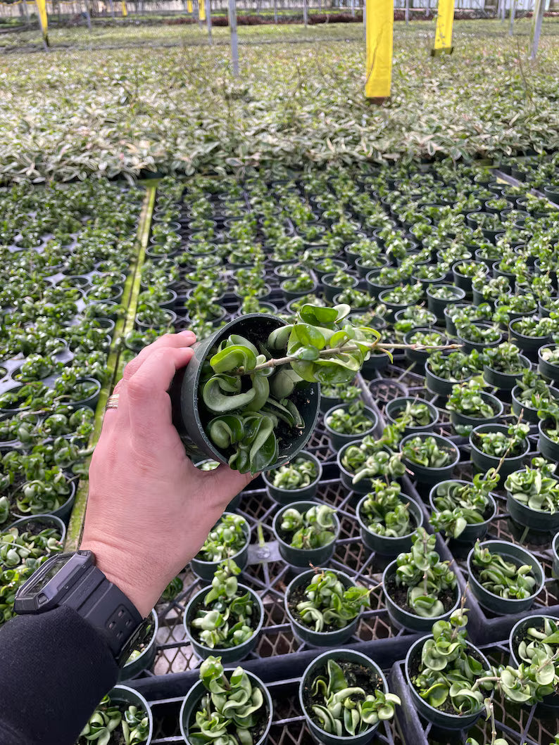 "Tropical Hoya Compacta Rope houseplant with dense, twisted green vines."