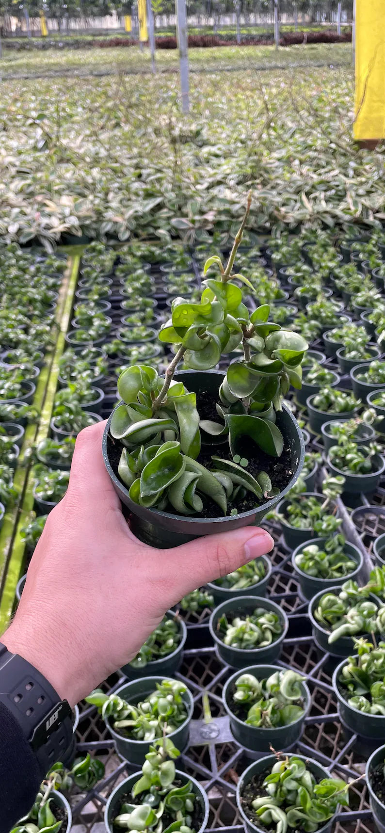 "Green Hoya Compacta Rope hanging plant with glossy rope-like foliage."