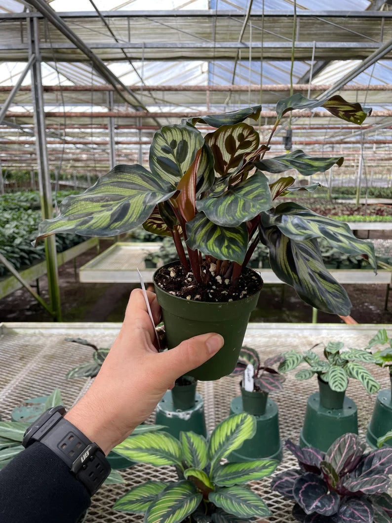Calathea Makoyana Peacock Plant with patterned green and cream leaves and burgundy undersides.