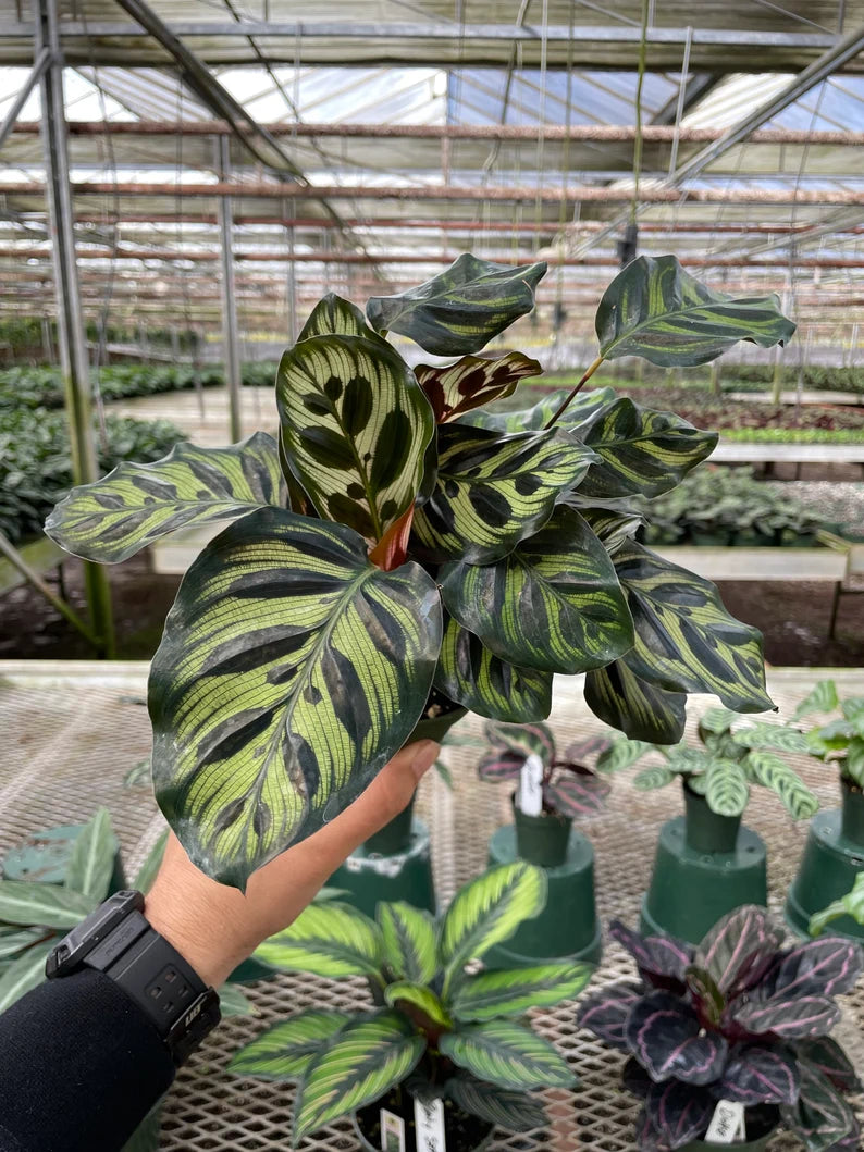 Close-up of Calathea Makoyana foliage showing intricate peacock-like patterns.