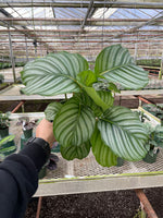 Close-up of Calathea Orbifolia foliage showing bold silver-green stripes on oversized leaves.
