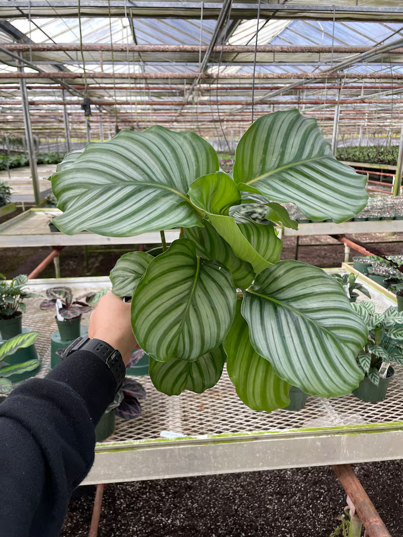 Close-up of Calathea Orbifolia foliage showing bold silver-green stripes on oversized leaves.