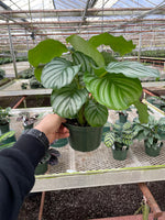 Lush Calathea Orbifolia tropical houseplant displayed indoors with round patterned leaves.