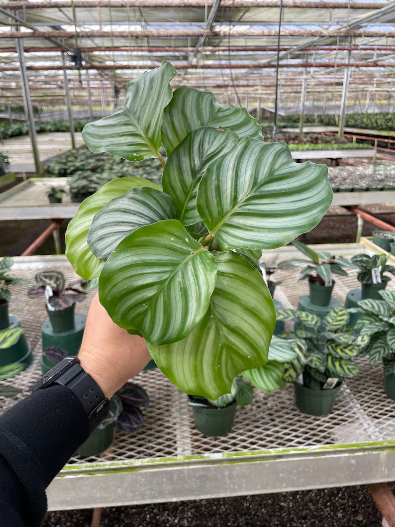 Calathea Orbifolia in a decorative planter, rare large-leaf houseplant with striking green and silver pattern.