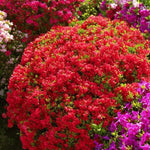 Close-up of Red Ruffle Azalea blossoms with glossy evergreen leaves.