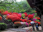 Compact Red Ruffle Azalea shrub in full bloom with vibrant red flowers.