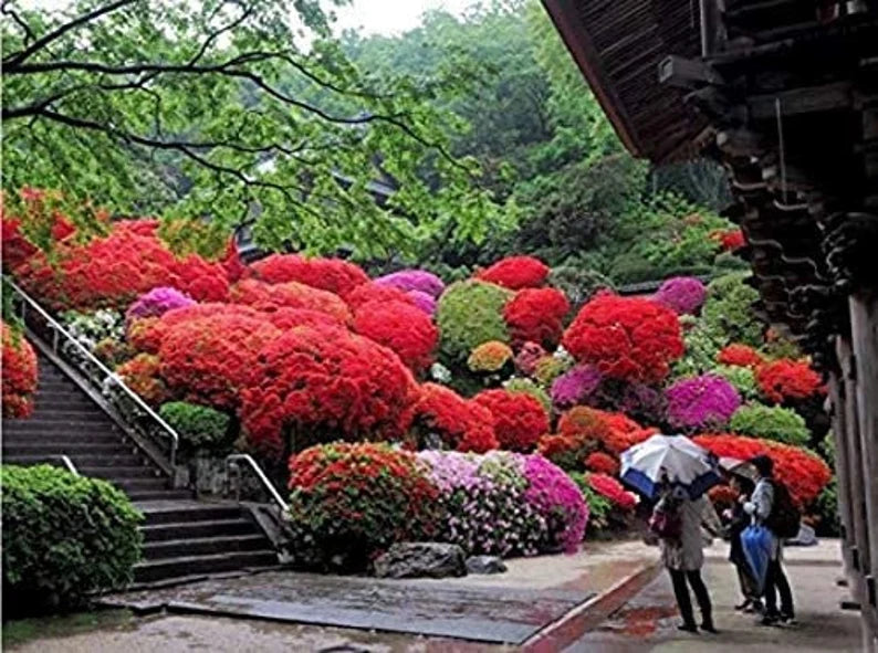Compact Red Ruffle Azalea shrub in full bloom with vibrant red flowers.