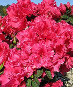 Evergreen Red Ruffle Azalea flowering shrub used in a garden border.